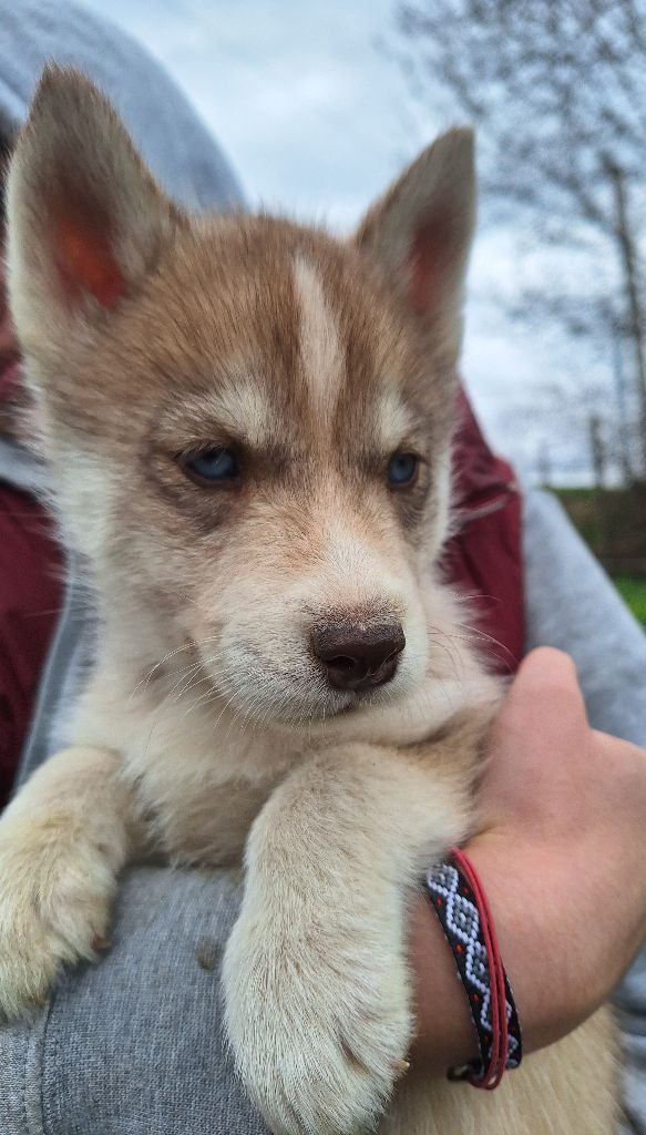 Du Clos De Sinaja - Chiots disponibles - Siberian Husky